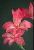 <em>Gladiolus carmineus</em>